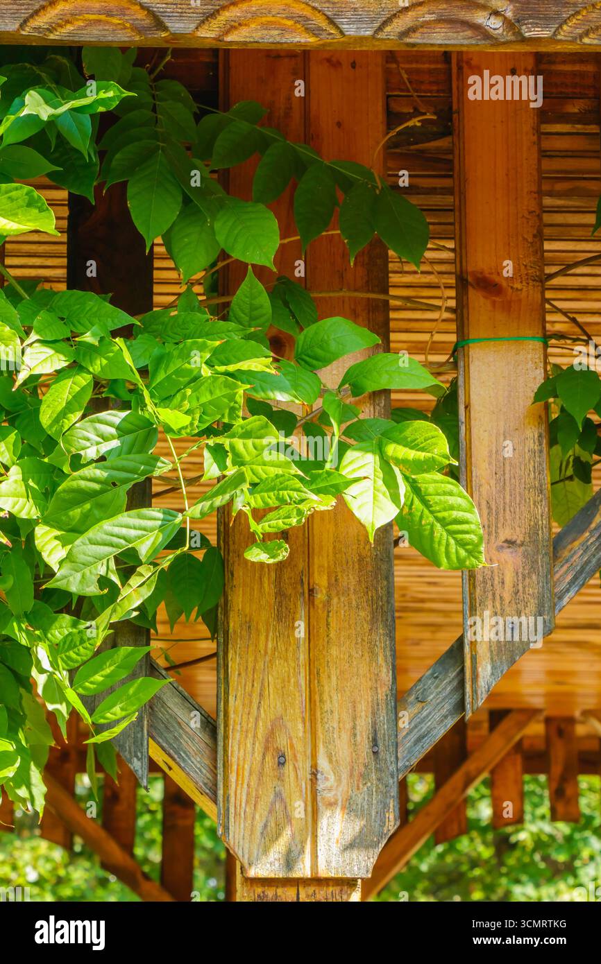 Gros plan de feuilles de vigne vertes luxuriantes grimpant au-dessus d'une pergola rustique en bois, illuminée par la lumière chaude du soleil d'été, combinant la verdure naturelle avec Ar Banque D'Images