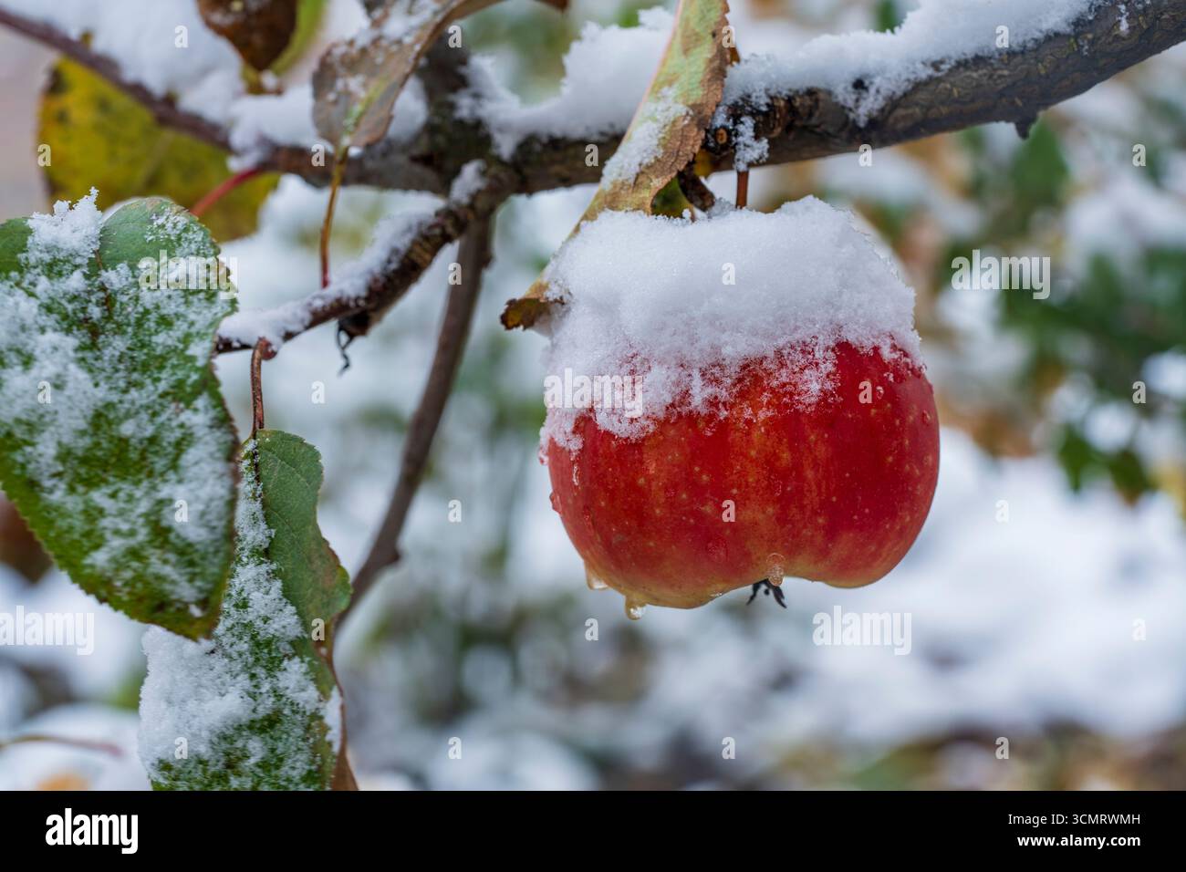 Pomme rouge fraîche accrochée à une branche d'arbre couverte de la première neige à la fin de l'automne, gros plan. Pommier couvert de neige dans les premiers gelées dans le gard Banque D'Images