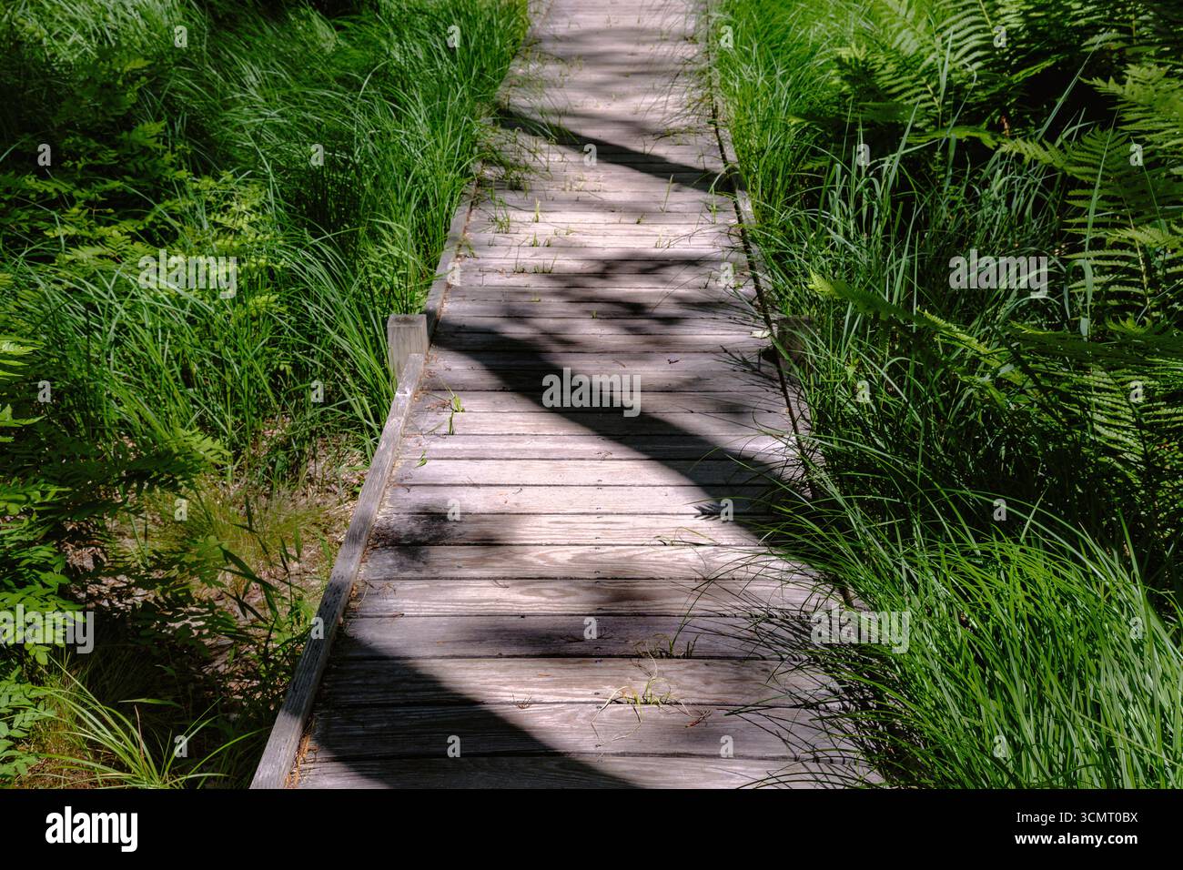 Promenade en bois avec des ombres sur le sentier de randonnée Banque D'Images