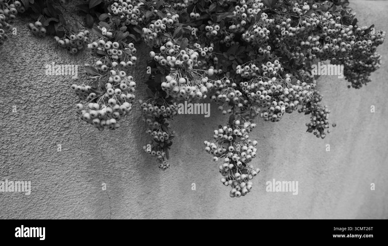 Image horizontale en noir et blanc de baies sur un buisson suspendu au-dessus d'un mur extérieur de maison en adobe dans un jardin urbain extérieur à Santa Fe Nouveau-Mexique Banque D'Images