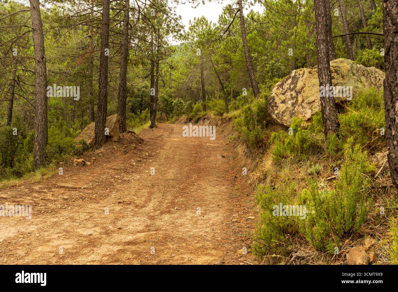 Sentier de randonnée pittoresque serpente à travers une paisible forêt de pins, flanqué d'arbres imposants et de grands rochers, invitant à l'exploration et à l'aventure Banque D'Images
