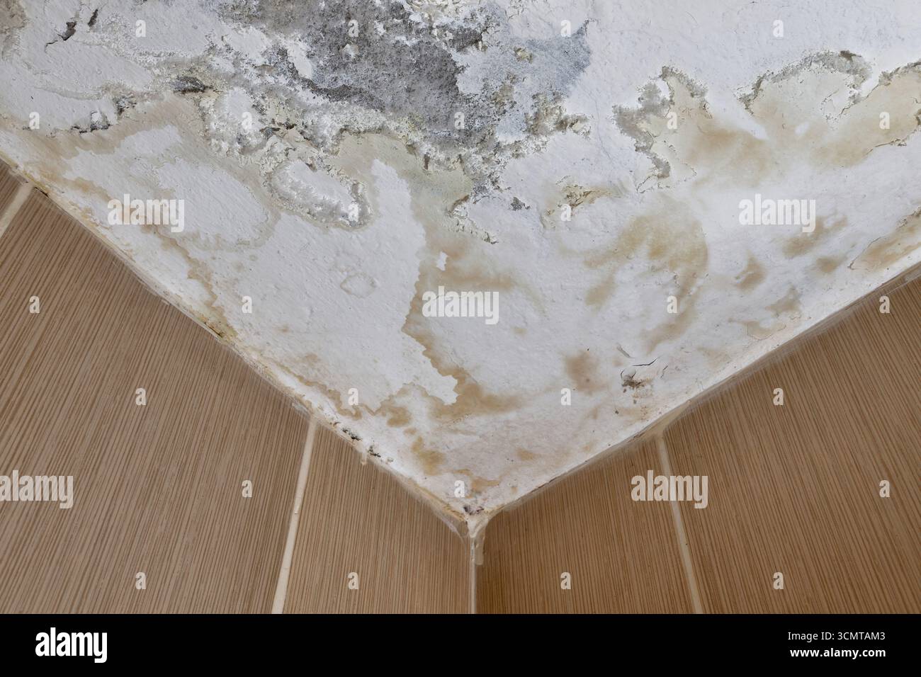 Mouiller le coin du plafond avec des taches d'eau, de la moisissure et des dommages au plâtre. Banque D'Images