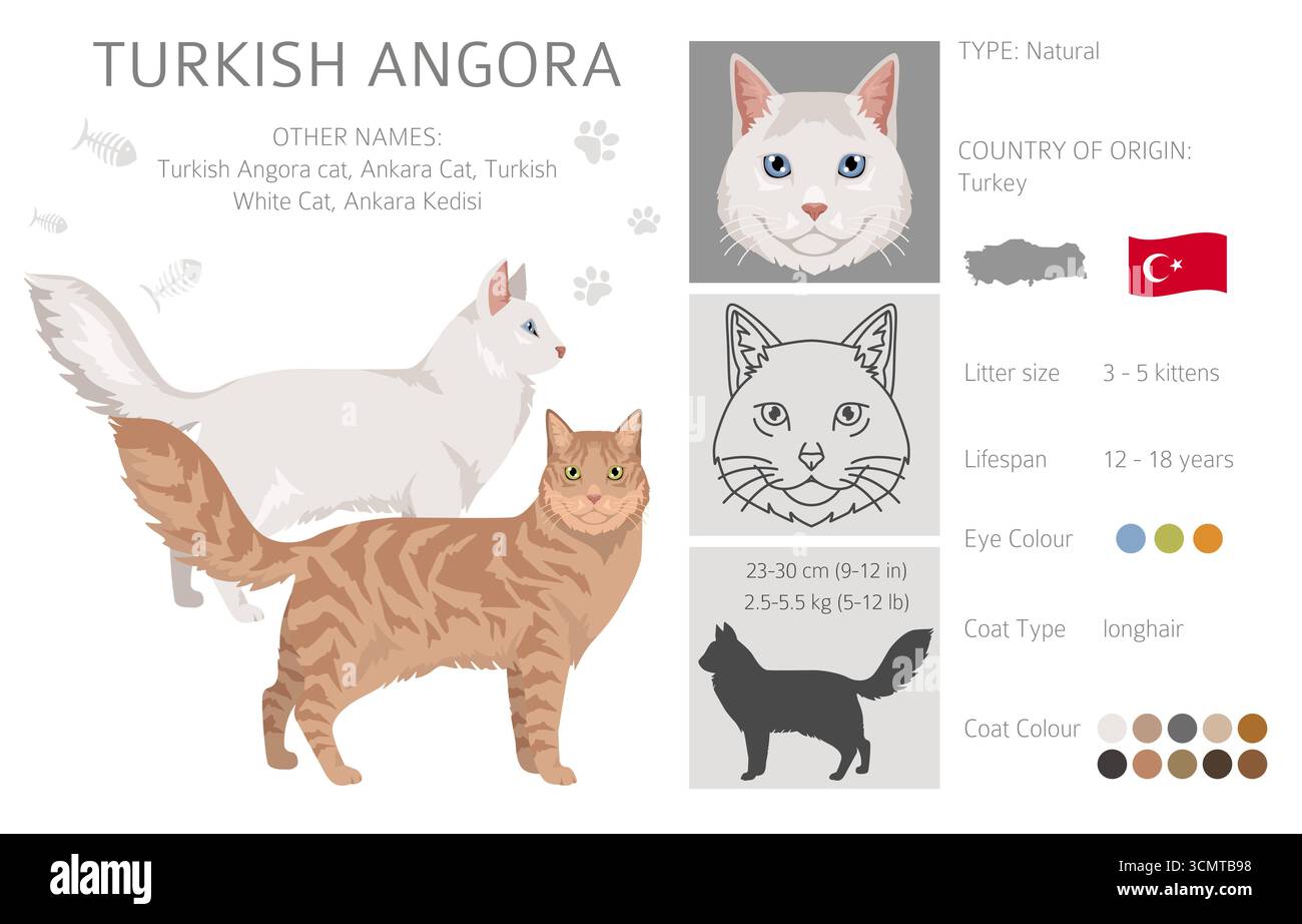 Clipart de chat angora turc. Toutes les couleurs de manteau sont définies. Infographie des caractéristiques de toutes les races de chats. Illustration vectorielle Illustration de Vecteur