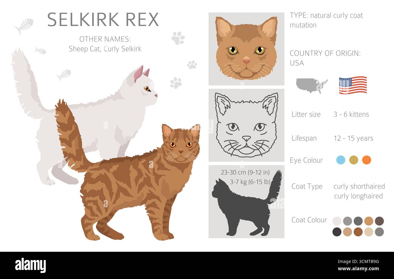 Selkirik Rex Cat clipart. Toutes les couleurs de manteau sont définies. Infographie des caractéristiques de toutes les races de chats. Illustration vectorielle Illustration de Vecteur