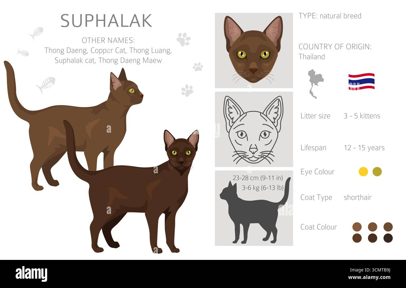 Suphalak Cat clipart. Toutes les couleurs de manteau sont définies. Infographie des caractéristiques de toutes les races de chats. Illustration vectorielle Illustration de Vecteur