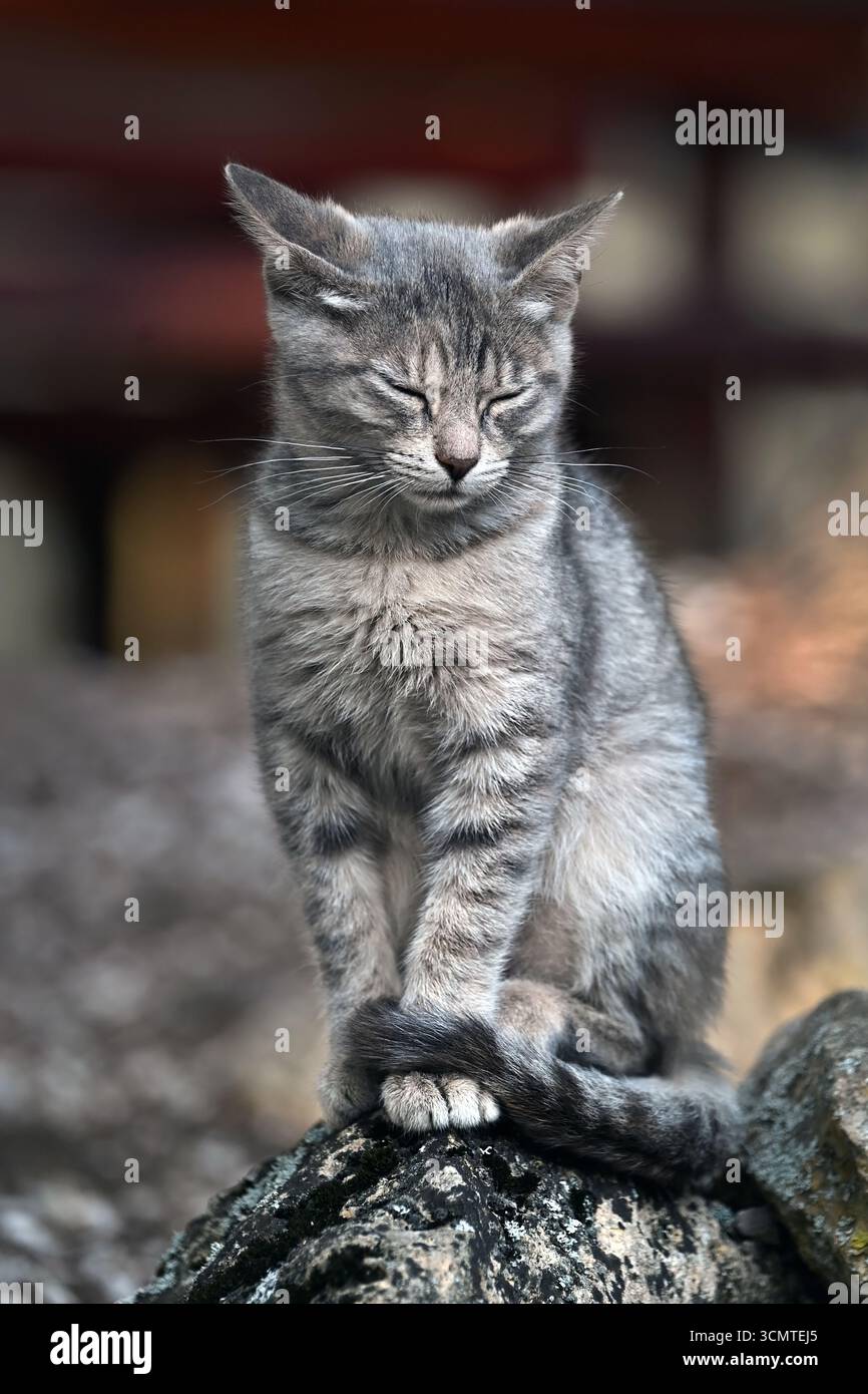 Chat gris paisible avec les yeux fermés assis à l'extérieur sur un rocher en format vertical Banque D'Images