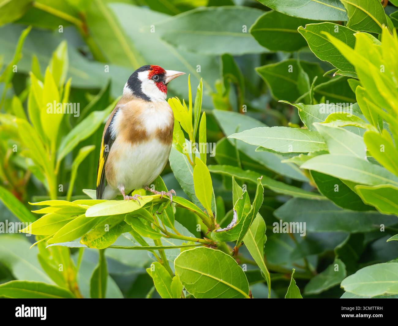 Un orfèvre européen, (Carduelis carduelis), perché dans un arbre. Banque D'Images