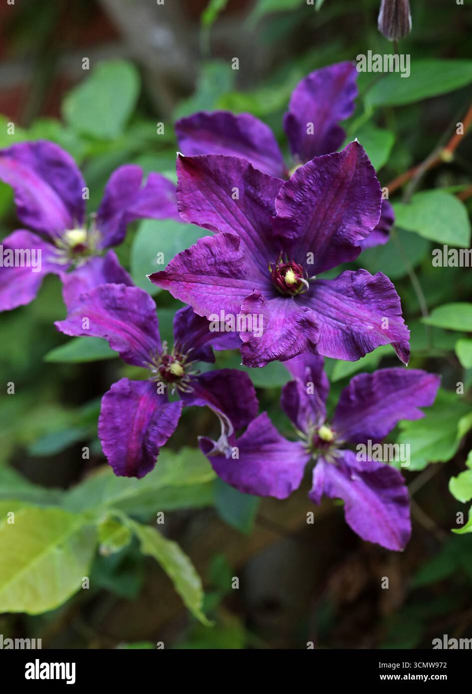 Fleur de cuir italienne, Clematis violette, ou Bower de la Vierge, Clematis viticella 'Polish Spirit', Ranunculaceae. Originaire d'Europe et d'Asie occidentale. Banque D'Images