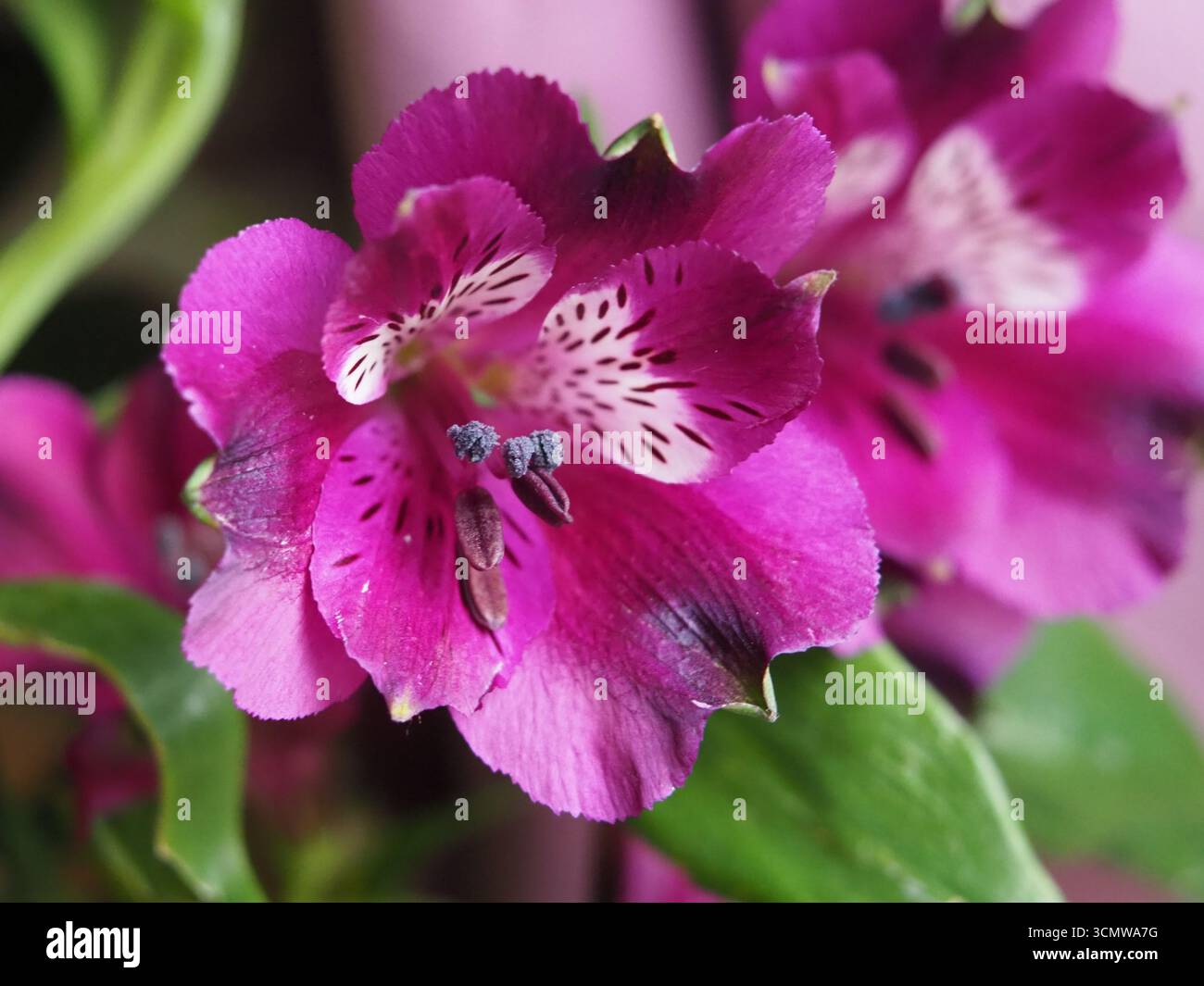 Gros plan de la tête de fleur d'un lis pourpre péruvien (Alstroemeria aurea Graham) ou du lis des Incas. Bonn, Allemagne. Banque D'Images