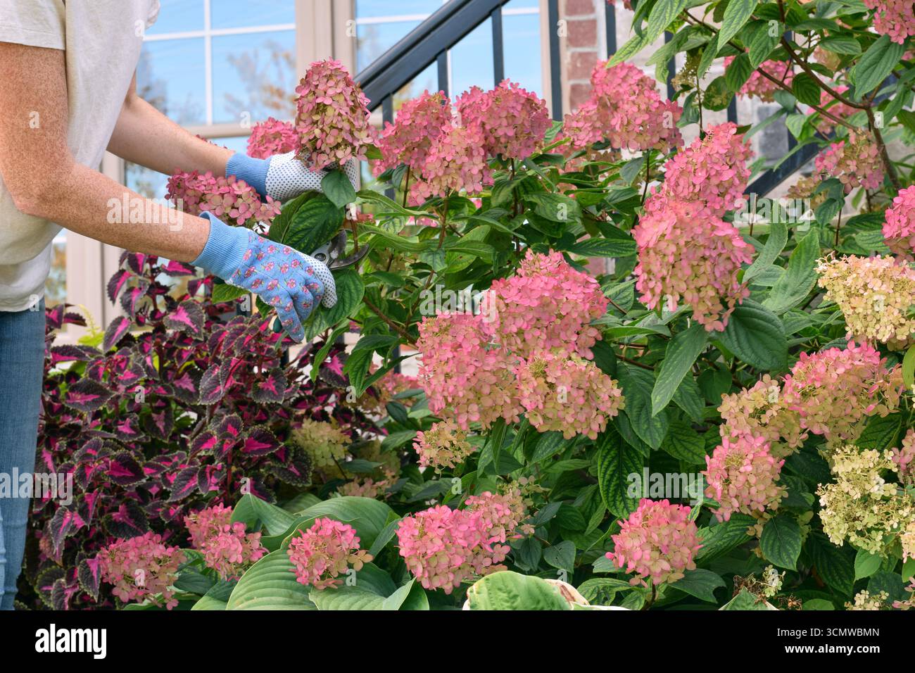 Jardinière femelle taillant les fleurs d'hortensia paniculata rose foncé dans le jardin. Activité de jardinage saisonnière avec arbuste fleuri mature et floraison vibrante Banque D'Images