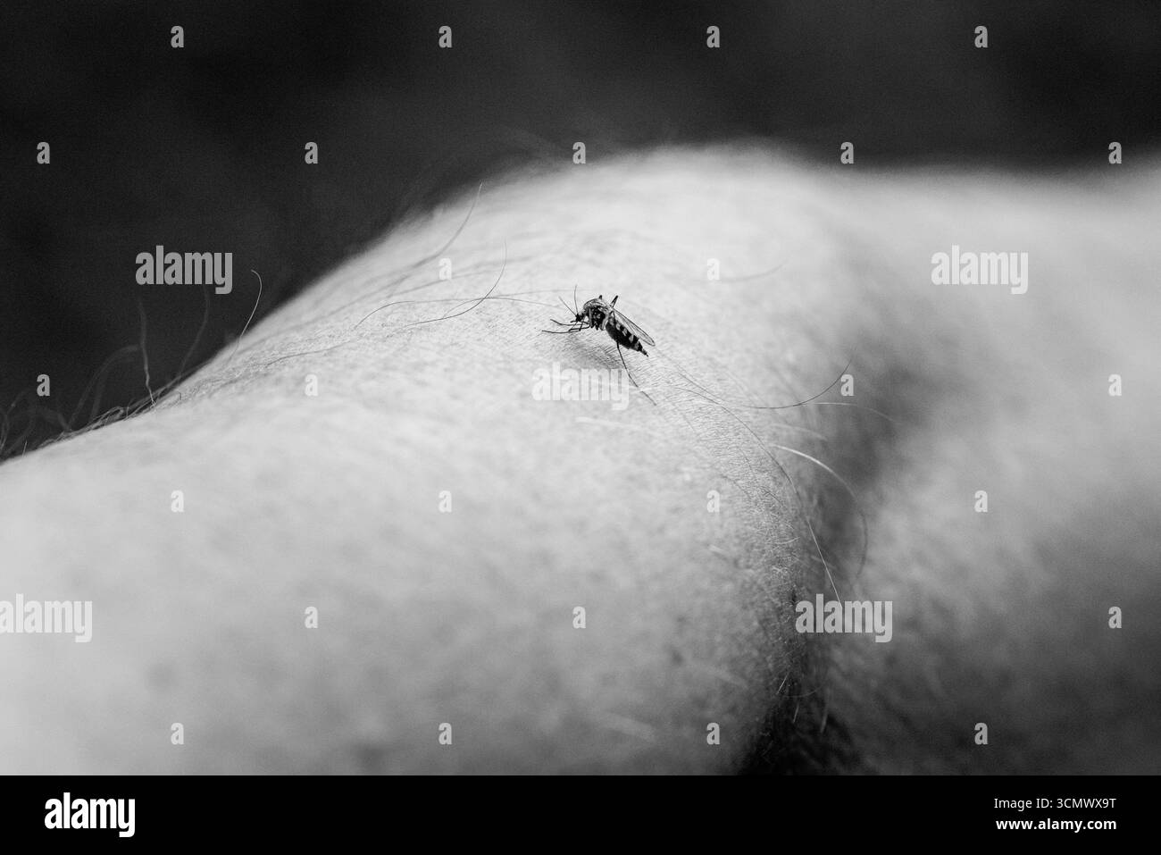 Moustique se nourrissant sur le bras humain en noir et blanc Banque D'Images