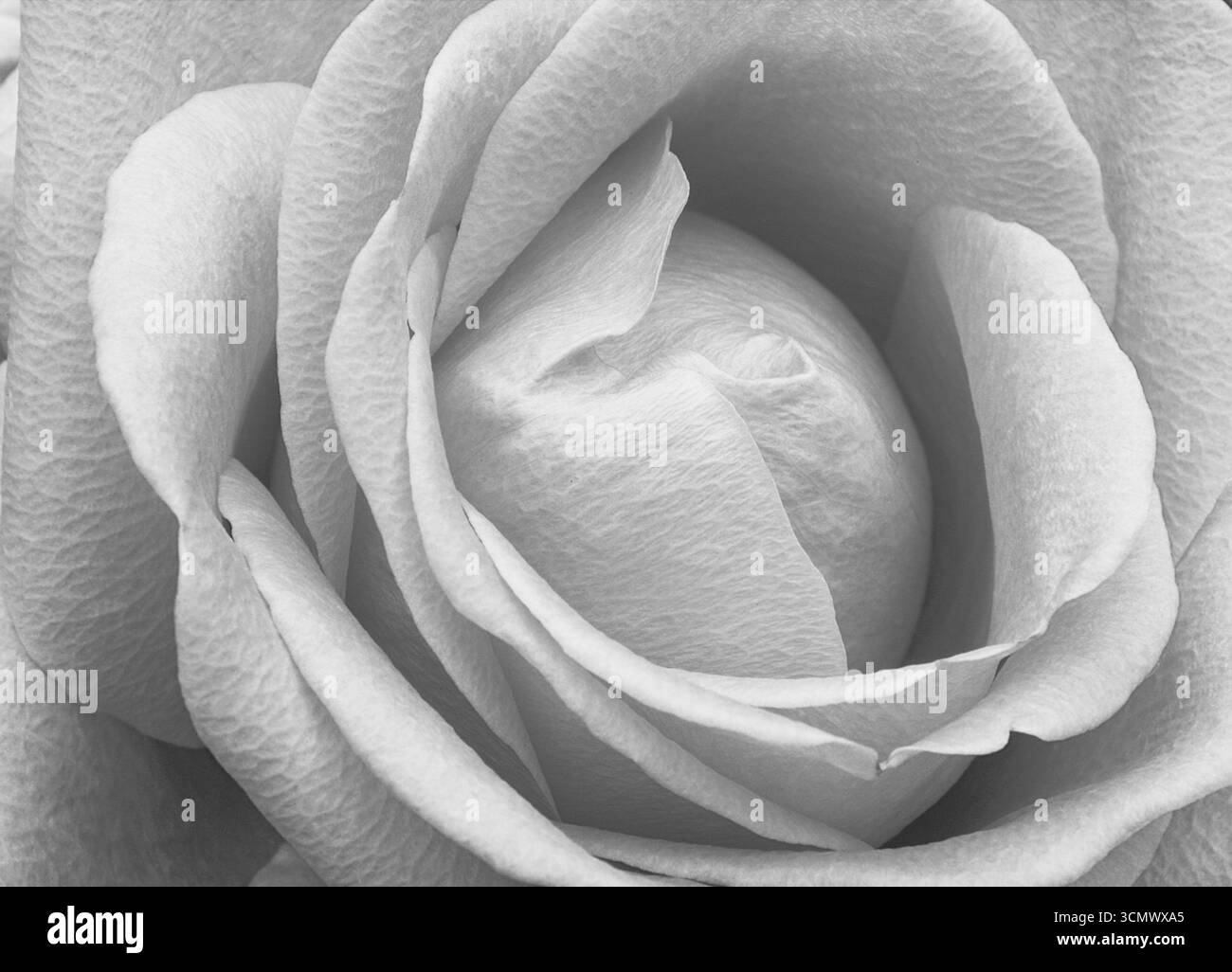 Gros plan des pétales de rose en noir et blanc Banque D'Images