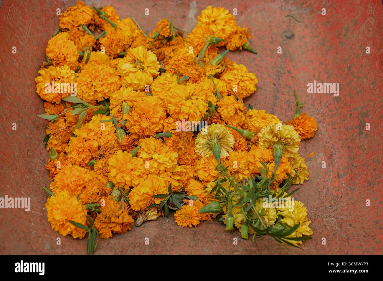 Une brouette remplie de fleurs de souci orange vives, mettant en valeur leur riche couleur et texture, sur un fond rustique Banque D'Images