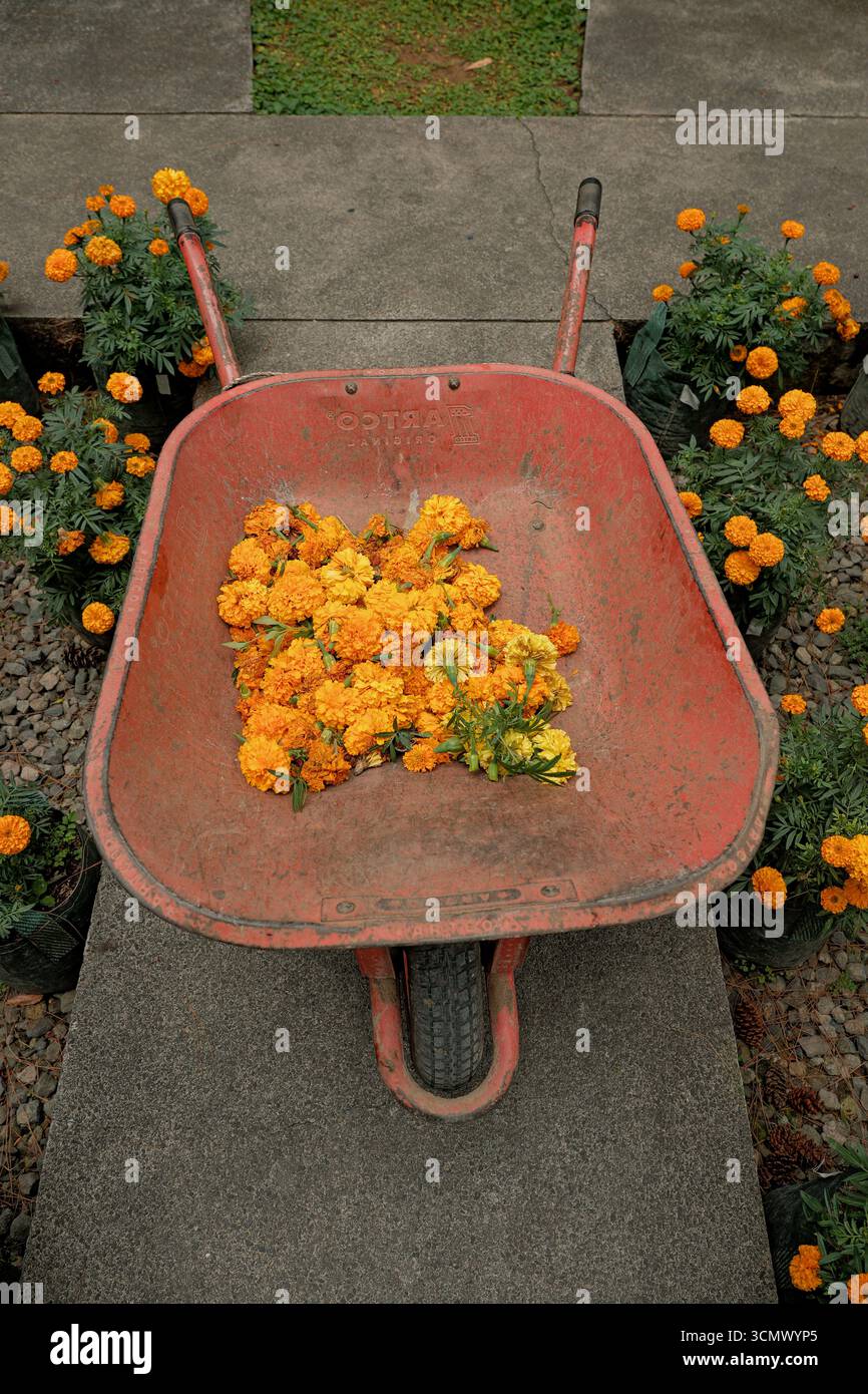 Une brouette rouge remplie de fleurs de souci jaune, entourée de plantes en pot, sur un chemin de pierre Banque D'Images