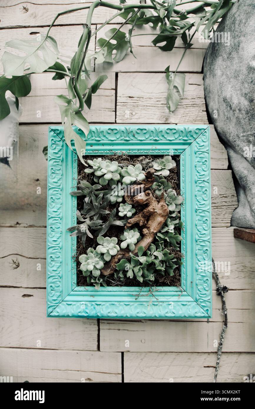 Jardin vertical succulent en cadre turquoise sur mur en bois rustique Banque D'Images Jardin vertical succulent en cadre turquoise sur mur en bois rustique Banque D'Images