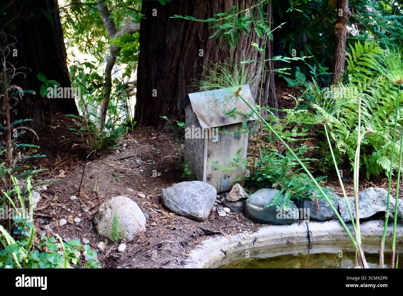 Structure rustique en bois par étang avec fougères et séquoias Banque D'Images