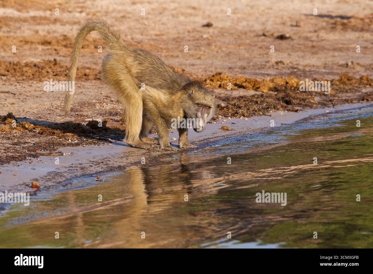 Babouins Chacma (Papio ursinus), au bord de l'eau pour boire un verre, parc national de Chobe, Botswana Banque D'Images