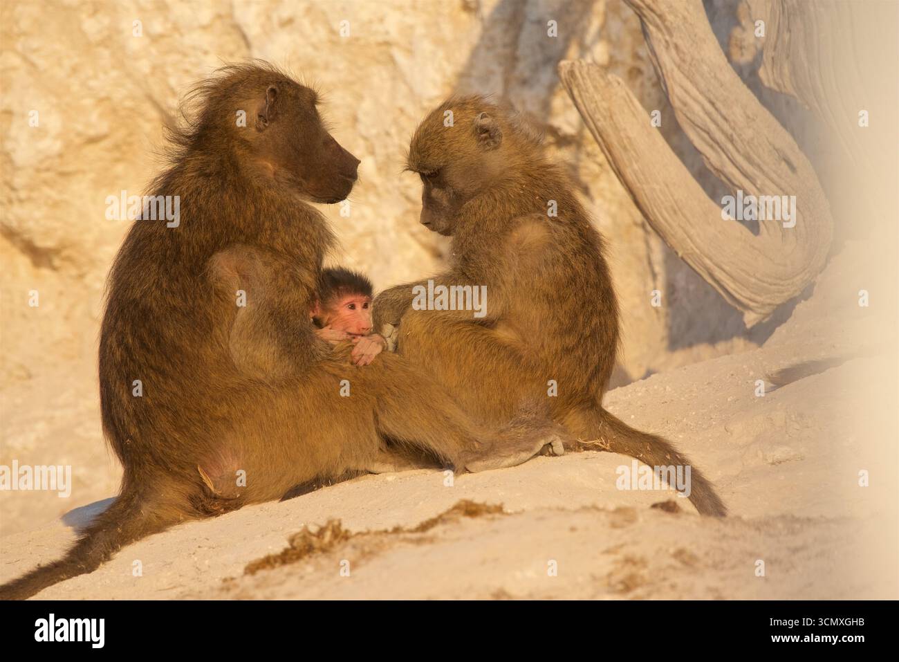 Chacma babouins (Papio ursinus) mère avec bébé et un jeune admirateur, Chobe National Park, Botswana Banque D'Images