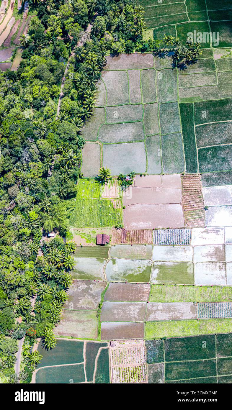 Vue aérienne de rizières colorées et de palmiers à motifs, Bali, Indonésie Banque D'Images