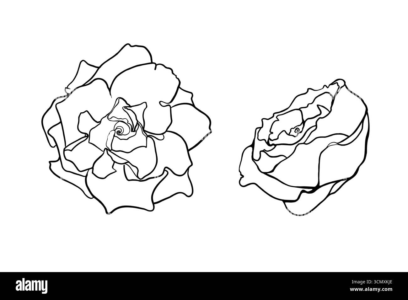 Pivoine et rose illustration vectorielle noir et blanc. Fleurs set line art dessiné à la main pour emballage romantique, papeterie. Dessin de contour de Camellia Blooms Illustration de Vecteur
