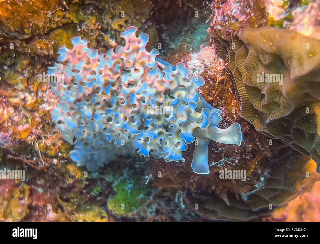 L'elysia crispata, nom commun la laitue de mer ou la laitue, est une grande et colorée espèce de la mer, un mollusque de gastropode marine. Banque D'Images