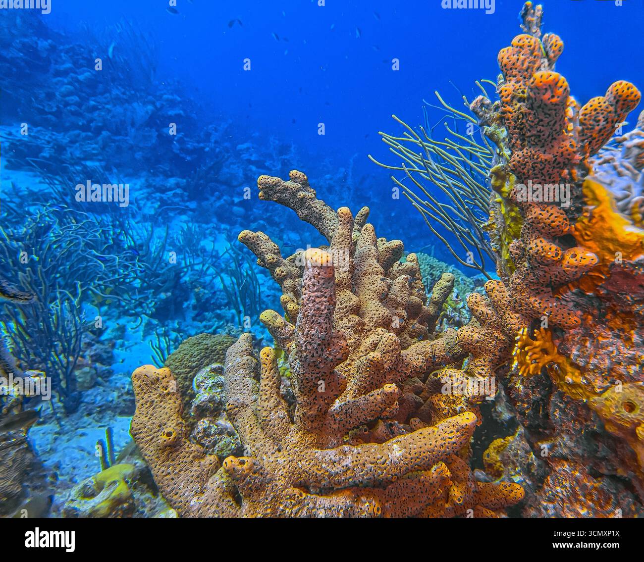 Les récifs coralliens des Caraïbes au large de la côte de l'île de Bonaire Banque D'Images