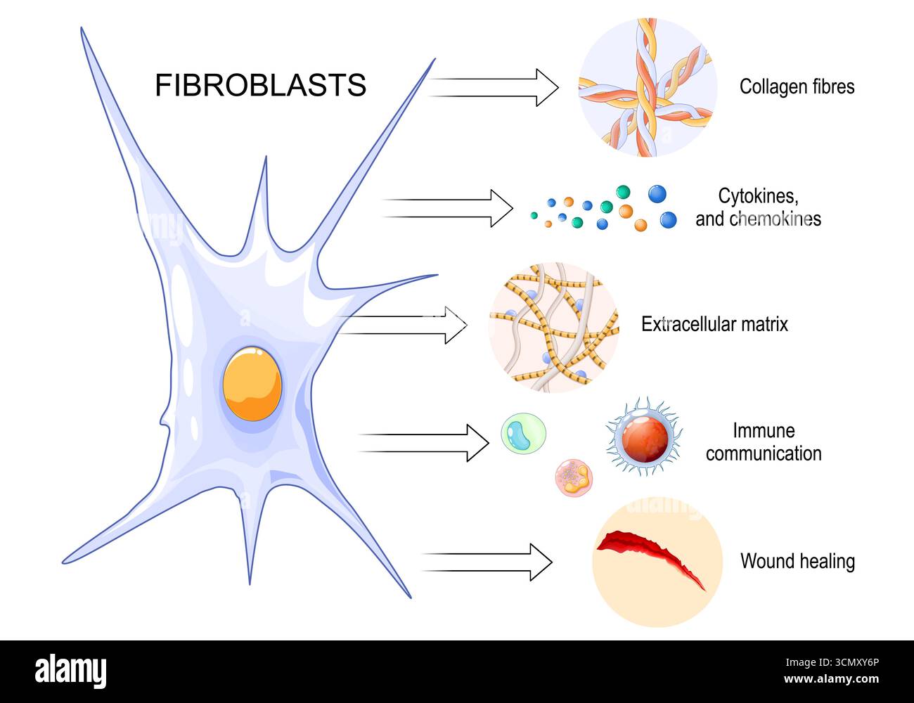 Fonctions fibroblastiques. Production de matrice extracellulaire. Synthèse du collagène. Cicatrisation et réparation des plaies. Homéostasie tissulaire. Communication des fibroblastes avec Illustration de Vecteur