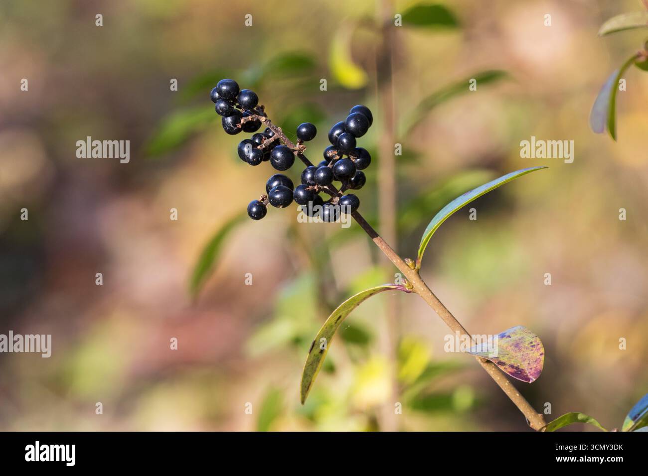 Wild Privet Ligustrum vulgare, baies, Langford Lakes Wiltshire Wildlife Trust Reserve, Wylye Valley, Wiltshire, Angleterre, Royaume-Uni, novembre 2017 Banque D'Images