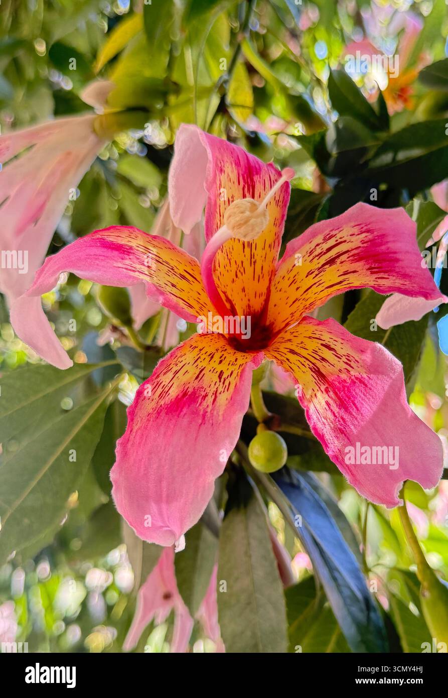 Gros plan d'une fleur rose et jaune de Ceiba speciosa, également connue sous le nom d'arbre de soie, fleurissant parmi les feuilles vertes au soleil. Banque D'Images