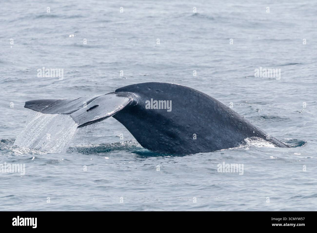 Sri Lanka - Mirissa - baleine bleue (Balaenoptera musculus) - queue disparaissant dans l'océan Banque D'Images