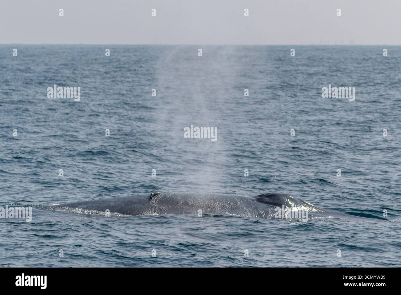 Sri Lanka - Mirissa - baleine bleue (Balaenoptera musculus) - exhalation du jet pendant la surface Banque D'Images