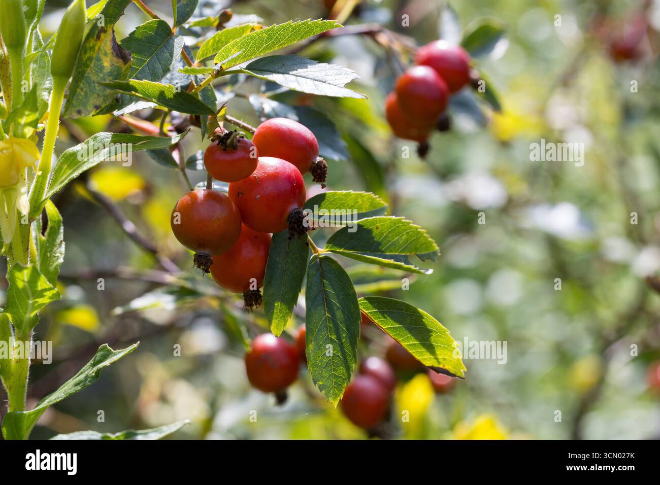 Rotblatt-Rose, Rotblättrige Rose, Hecht-Rose, Hechtrose, Bereifte Rose, Frucht, Früchte, Hagebutte, Hagebutten, Rosa glauca, Rosa rubrique, ROAS Rub Banque D'Images