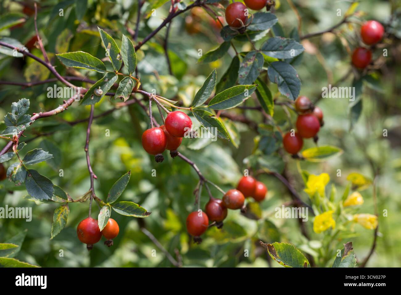 Rotblatt-Rose, Rotblättrige Rose, Hecht-Rose, Hechtrose, Bereifte Rose, Frucht, Früchte, Hagebutte, Hagebutten, Rosa glauca, Rosa rubrique, ROAS Rub Banque D'Images