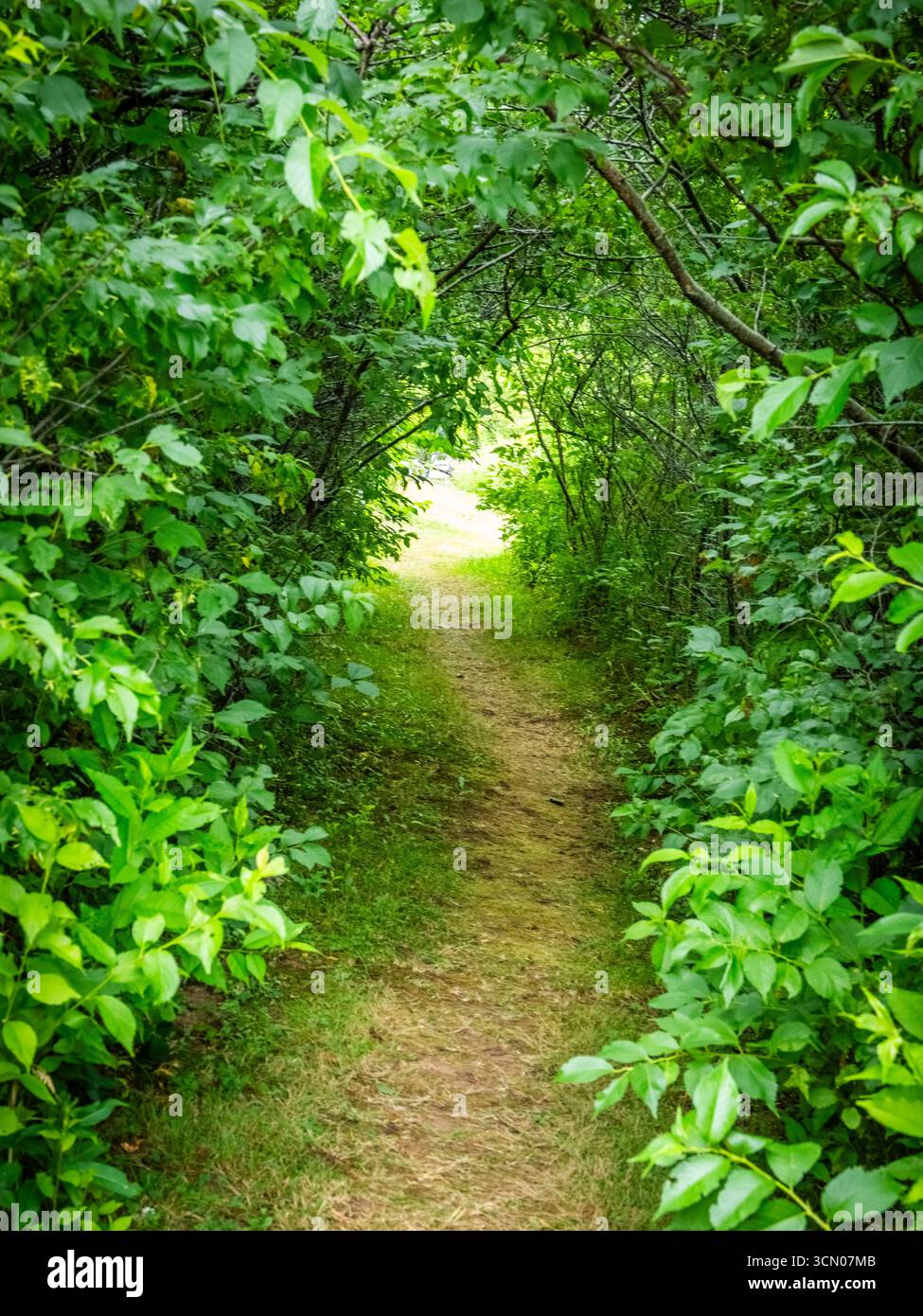 Sentier à travers les arbres ou la lumière au bout du tunnel Banque D'Images Sentier à travers les arbres ou la lumière au bout du tunnel Banque D'Images
