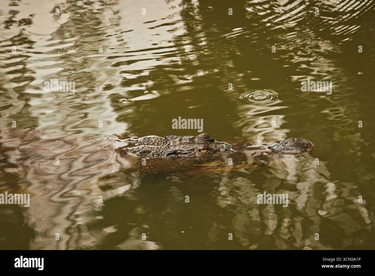 Crocodile partiellement immergé dans une eau trouble, seuls ses yeux, son museau et une partie de son corps sont visibles sur la surface de l'eau calme avec de petites ondulations. Banque D'Images