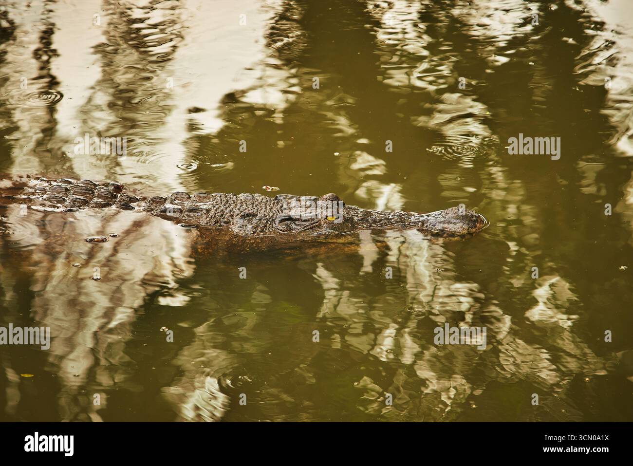 La tête et le museau d'un crocodile apparaissent à la surface de l'eau trouble Banque D'Images