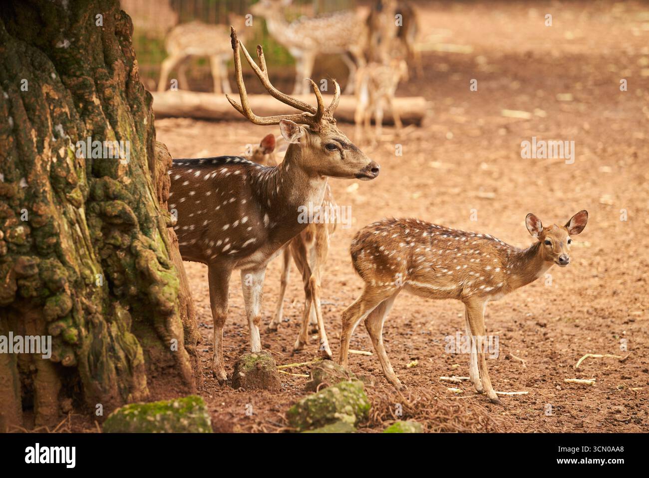 Un cerf tacheté avec de grands bois se tient à côté d'un jeune faon dans un environnement naturel et terreux. Plusieurs autres cerfs peuvent être vus en arrière-plan. Banque D'Images