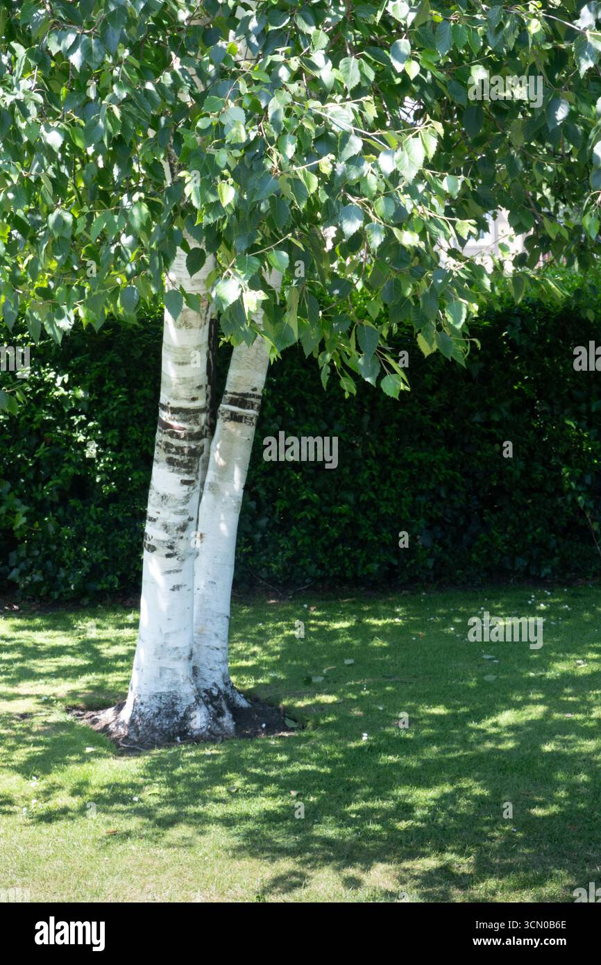 L'écorce blanche des bouleaux argentés se distingue contre une haie de tons verts changeants créés par les ombres tombantes. Banque D'Images