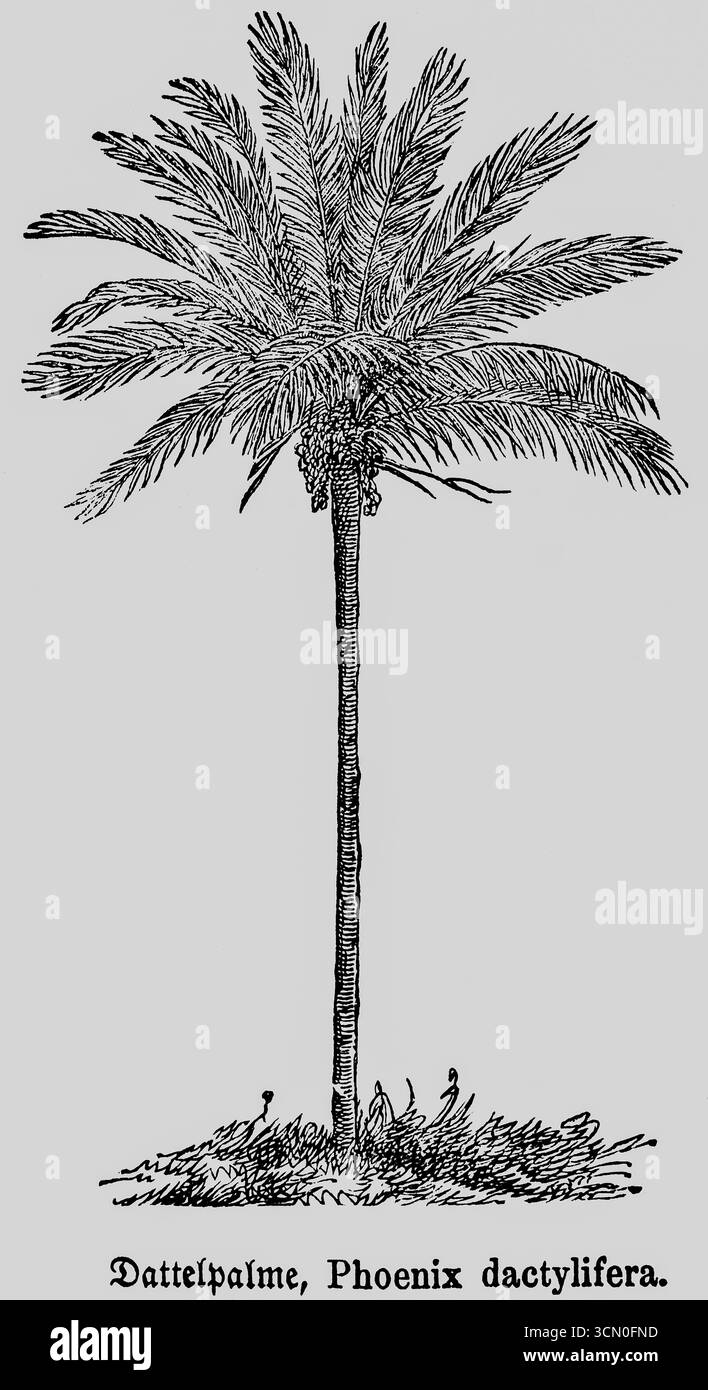 Tronc de palmier dattier (Phoenix dactylifera L.), fruits, branches à feuilles régulières, présence dans la région arabe et proche-orientale, plante utile, une Banque D'Images