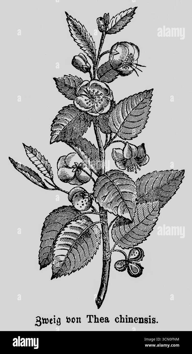 Branche du théier (Thea chinensis ou bohea) ou (Camellia sinensis) culture Asie, feuilles et fleurs, boisson, illustration historique 1868 Banque D'Images