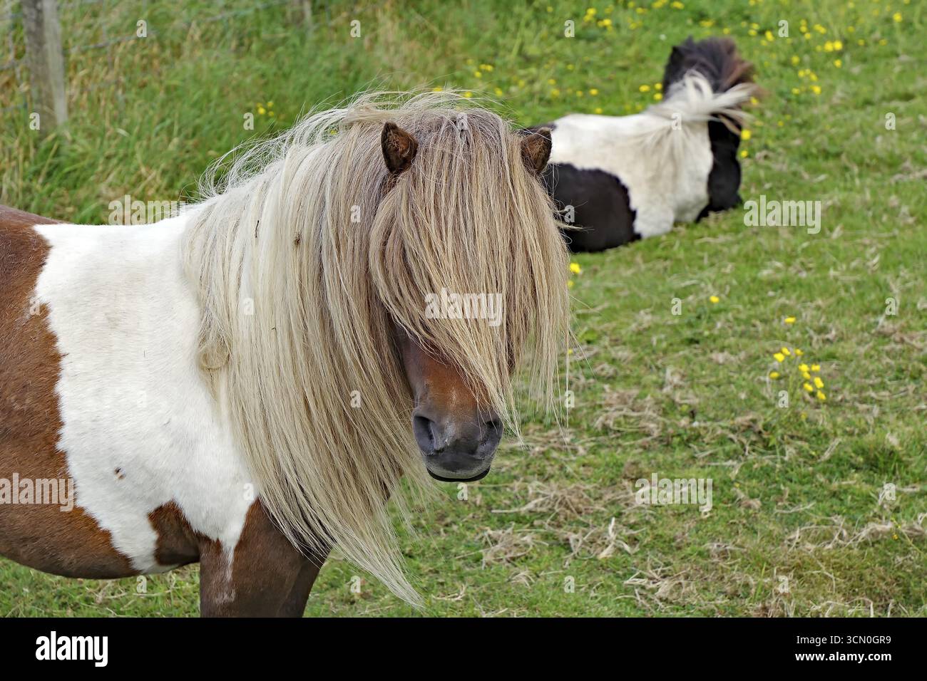 Poney Shetland brun et blanc avec une longue crinière debout sur une prairie verte à côté d'un poney couché, humour, coiffure, amusement, Scalloway, îles Shetland, SCO Banque D'Images