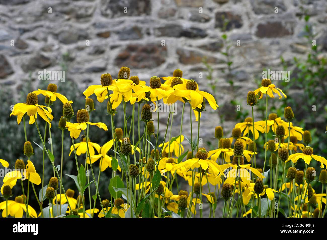 Fleurs jaunes de fin d'été de coneflower Rudbeckia laciniata 'Juligold' UK jardin septembre Banque D'Images