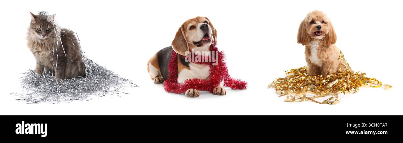 Chiens mignons et chat avec des guirlandes lumineuses sur fond blanc, collage Banque D'Images