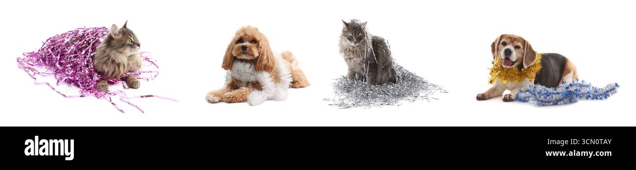 Chiens mignons et chat avec des guirlandes lumineuses sur fond blanc, collage Banque D'Images