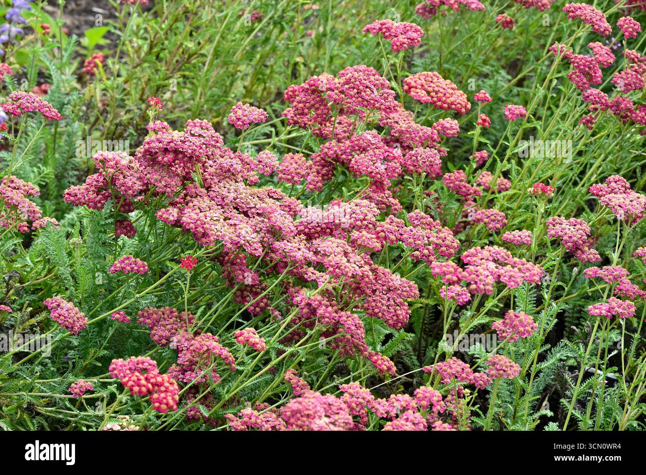 Rouge sombre, fleurs d'été de la fin de l'été, Achillea millefolium 'Summer Berries' jardin britannique septembre Banque D'Images