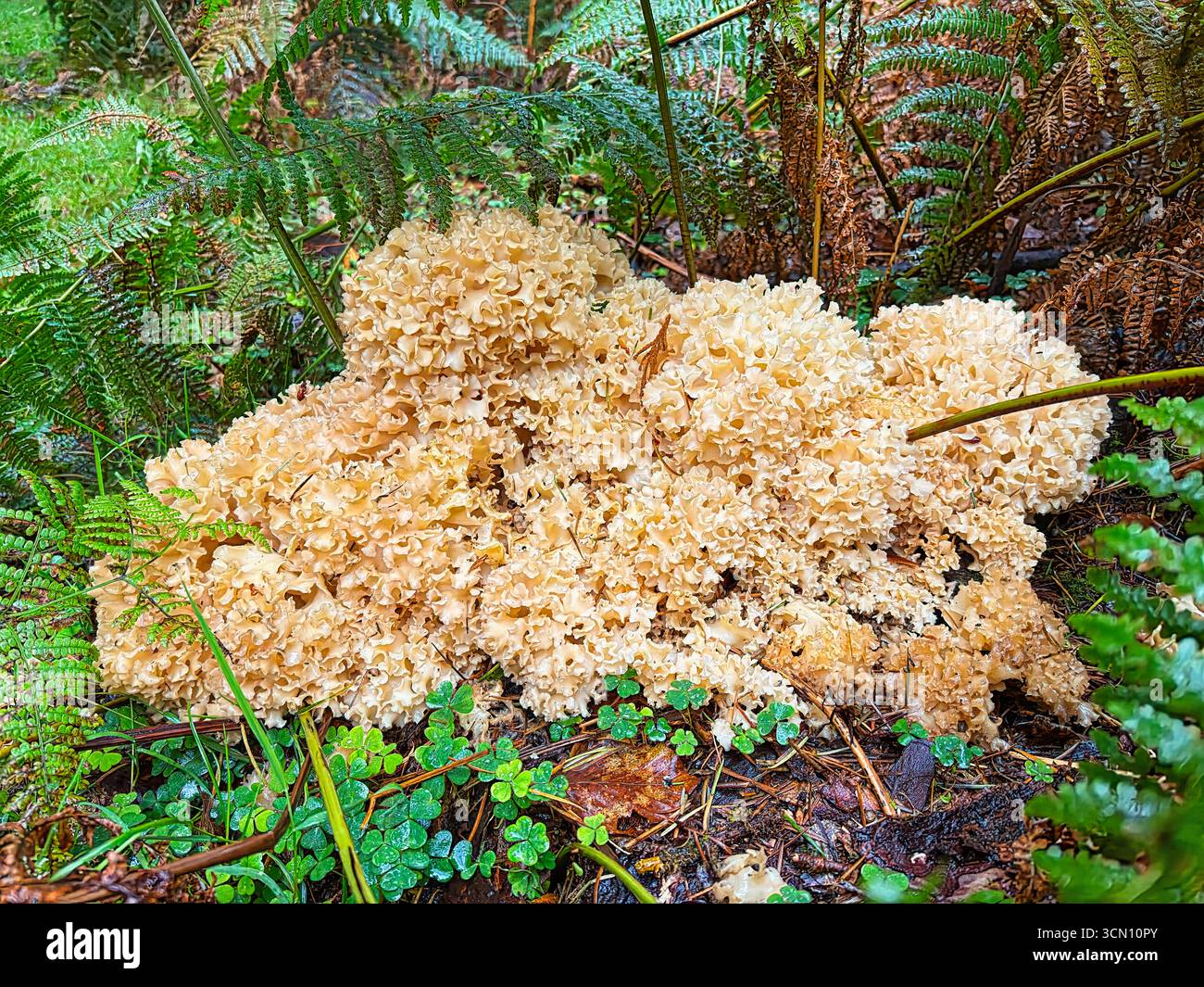 Champignon du chou-fleur (Sparassis crispa) - Image de stock capturée avec un smartphone