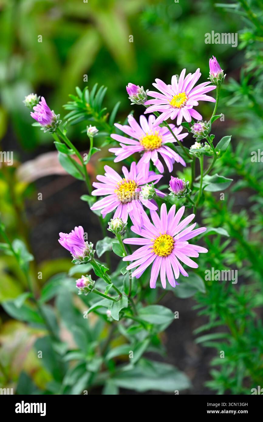 Fleurs roses de fin d'été de Michaelmas Daisy Aster amellus 'Rosa Erfüllung' UK Garden septembre Banque D'Images