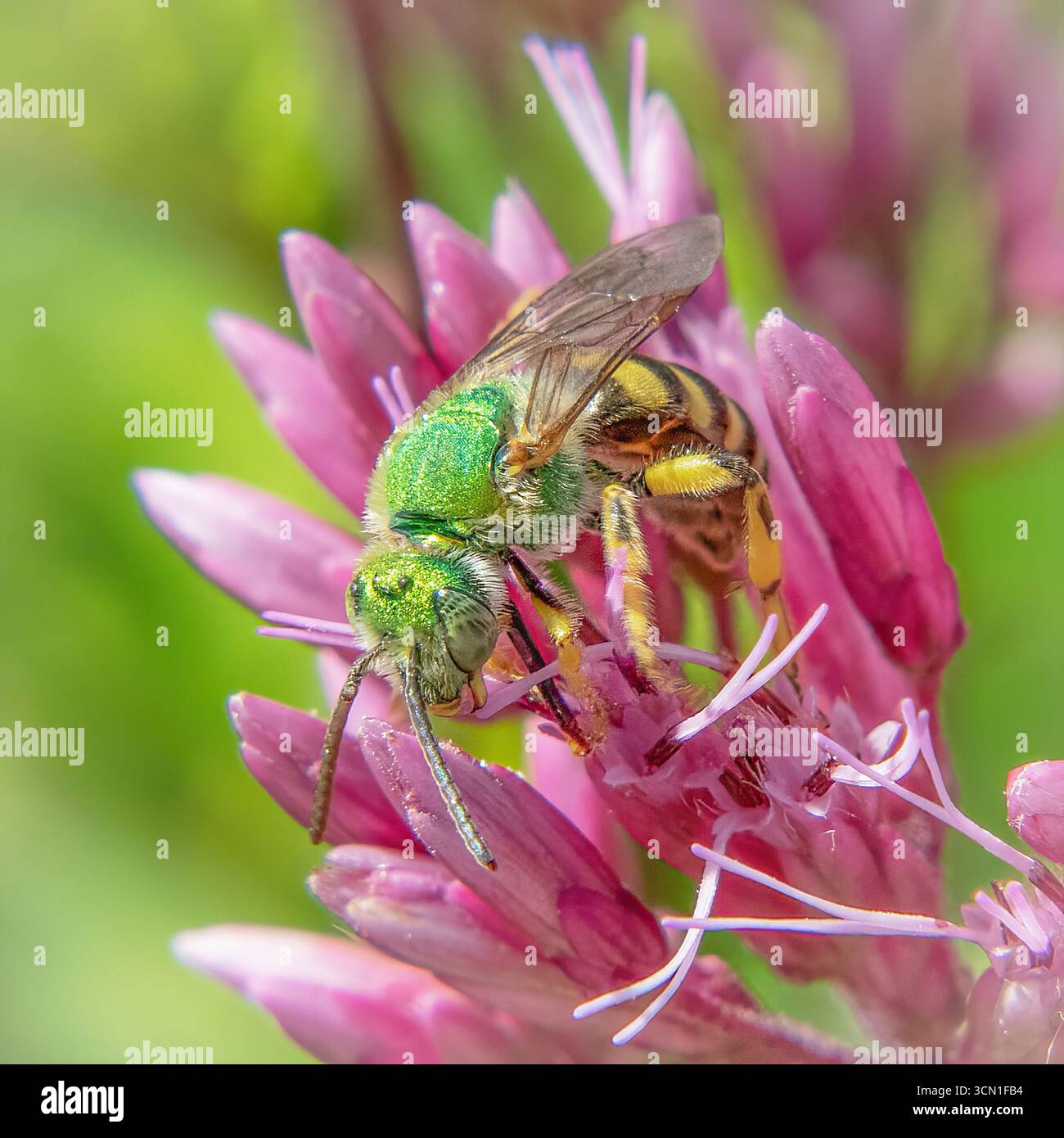 Sweat Bee et Joe Pye Weed, Tinkham Pond, Massachusetts Banque D'Images