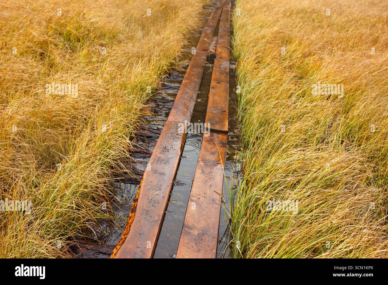 Planches en bois étroites formant un chemin rustique à travers de hautes herbes dorées dans le paysage d'automne Banque D'Images