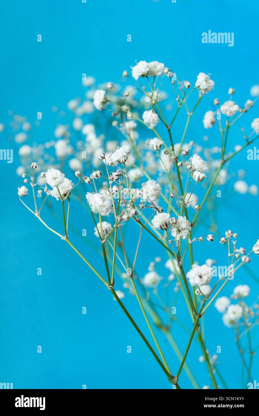 Petites fleurs blanches naturelles de gypsophila sur fond bleu de studio Banque D'Images